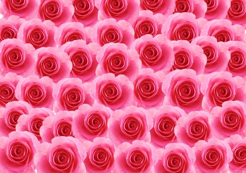 Flowers pink rose textured background