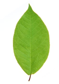 Green leaf with strips closeup on white background