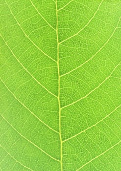 The background of Green leaf with strips closeup