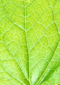 The background of Green leaf with strips closeup