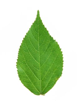 Green leaf with strips closeup on white background