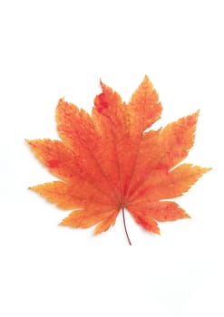 Autumn leaf macro with details on white background