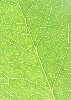 The background of Green leaf with strips closeup