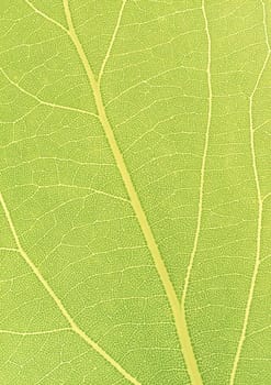 The background of Green leaf with strips closeup