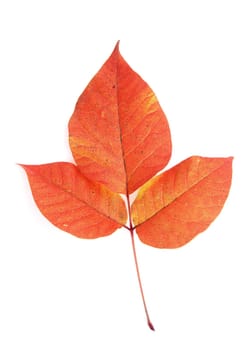 Autumn leaf macro with details on white background