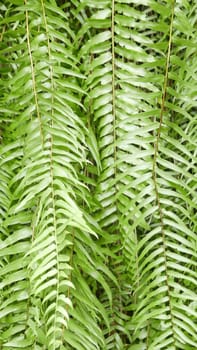 Green leaves pattern background