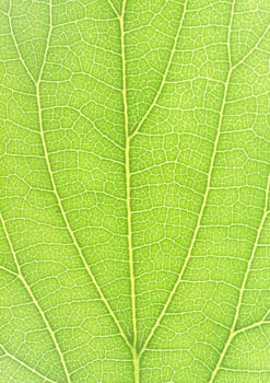 The background of Green leaf with strips closeup