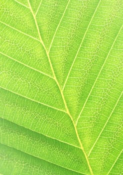 The background of Green leaf with strips closeup