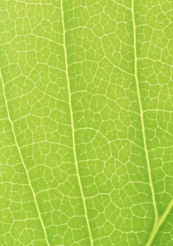 The background of Green leaf with strips closeup