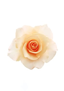 Flower red rose on the white background
