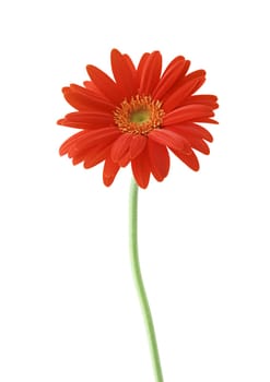 Red sunflower flora on white background