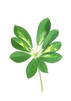 Green leaves with strips closeup on white background
