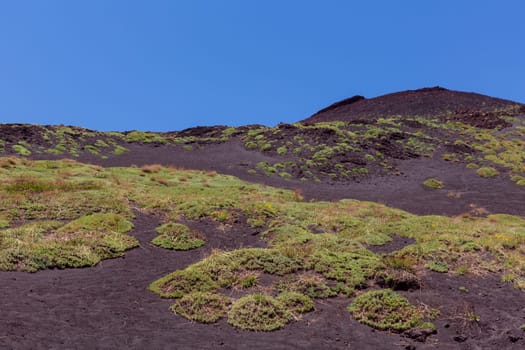 The first plants on a lava field of Mount Etna