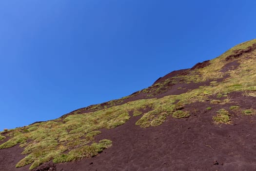 The first plants on a lava field of Mount Etna
