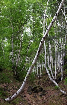 Young birch trees in a forest on Mount Etna