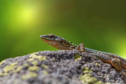 A lizard in wedding color on a stone