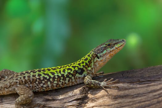 A lizard in wedding color on a piece of wood