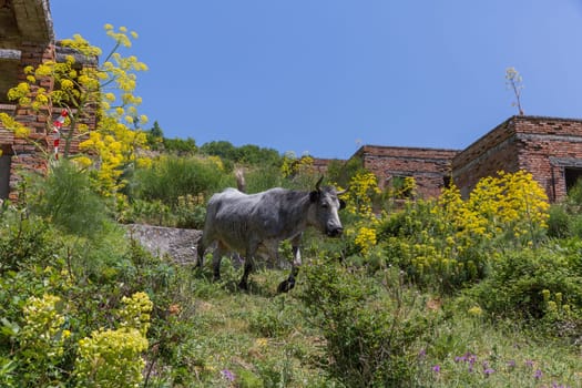 A cow walks through an abandoned village