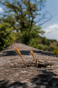 barley grows from a wall