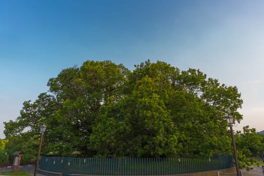 The oldest tree in Europe,the chestnut of the hundred horses,Sicily