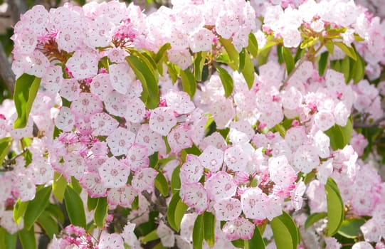 Pink blossom sakura flowers closeup