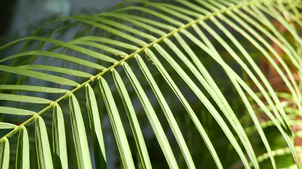 Huge Green Leaf Background