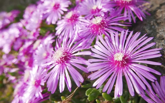 Purple wildflowers