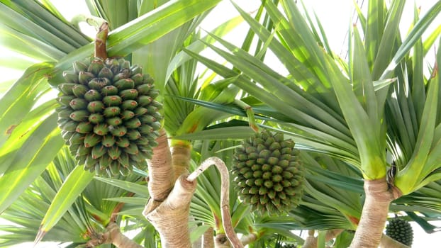 Green fruit trees in the forest