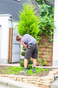Gardener in front of a house in the front yard. Trimming a tree of life or Thuja tree with a hedge trimmer or small chainsaw to maintain its ornamental shape.