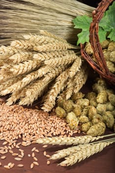 Beer ingredients - wheat,barley,hops and malt