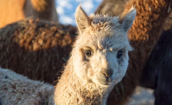 White Baby Alpaca