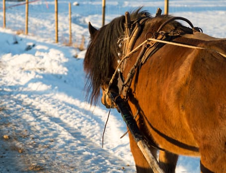 Brown Horse in Winter with bells.