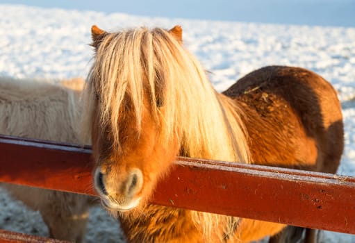 Brown Shetland Pony with snow in the background.