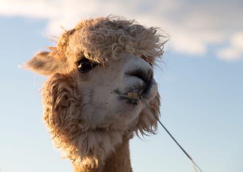 White Alpaca Eating Grass close up.