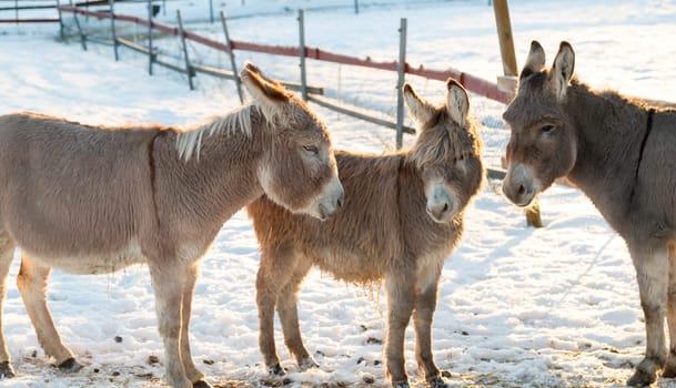 Three Donkeys in Winter with a fence in the background.