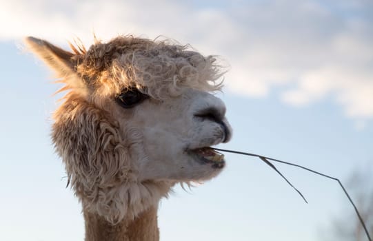 White Alpaca Eating Grass close up.