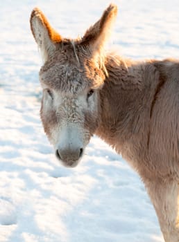 Donkey's Face in Winter close up.