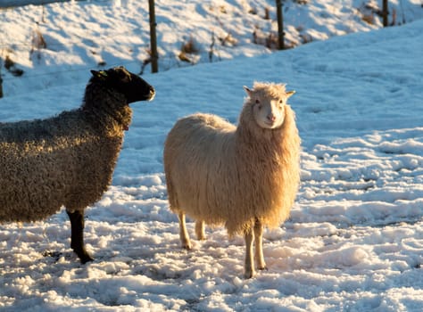 White and Grey Sheep in snow.