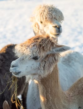 Pair of White  Alpacas  with snow in the background.