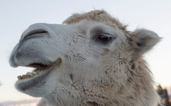 White Camel Shewing