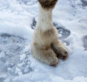 White Camels Foot on Snow close up.