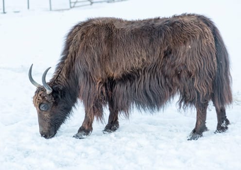 Brown Yak in Winter time.