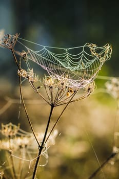 Cobweb with droplets of morning dew in the sun, close-up