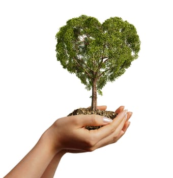 Woman's hands holding soil with a tree heart shaped. Viewed from a side, on white background.