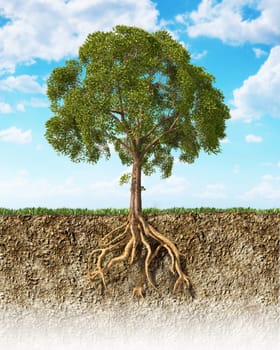 Cross section of soil showing a tree with its roots. Grass on the surface and fluffy clouds sky in the background.