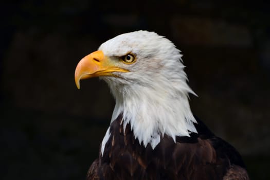 Bald eagle
