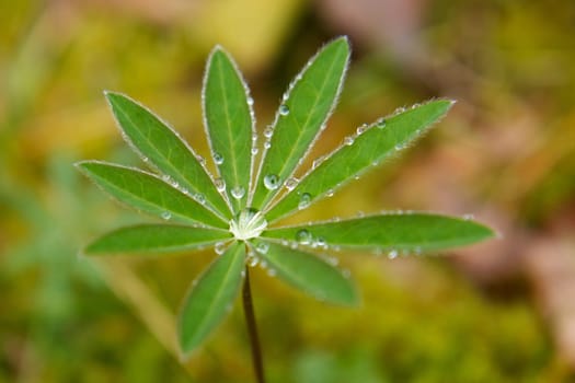 A close-up picture of a plant with dew on it