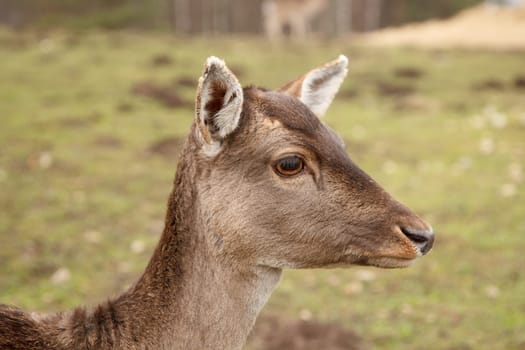 A close-up picture of a wild doe in a meadow