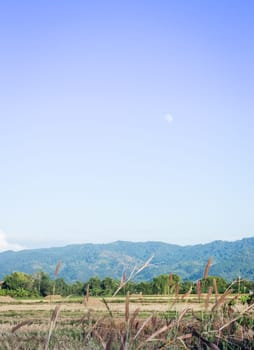 Mountain and rice field in the evening, stock photo