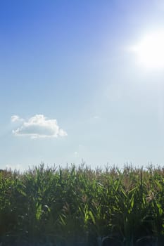 Corn field with blue sky, stock photo